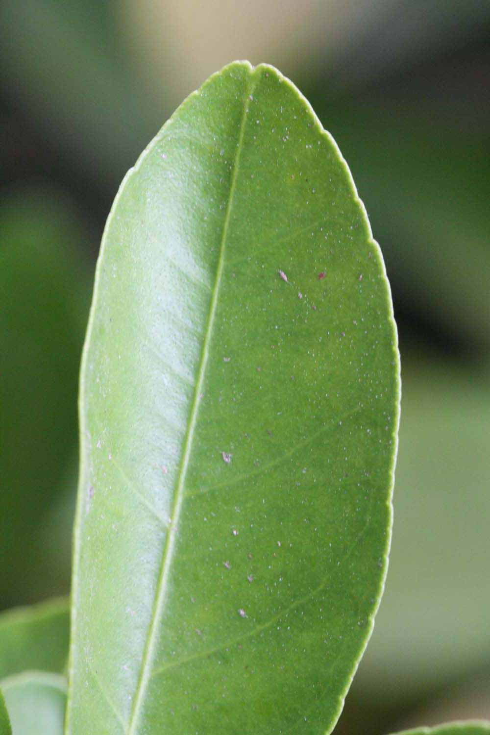              Margin (Riverside, CA)       